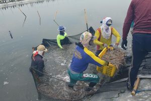 <p>Perum Perindo Panen Hasil Laut di Karawang. / Istimewa</p>
