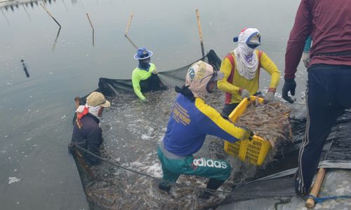 <p>Perum Perindo Panen Hasil Laut di Karawang. / Istimewa</p>