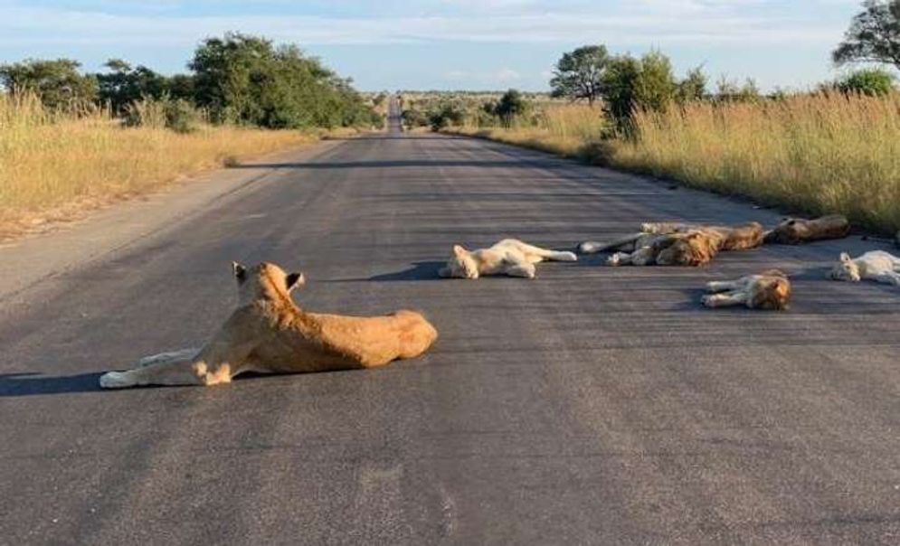 Tidak terganggu dengan kebisingan yang diciptakan manusia, kawanan singa ini bisa tidur santai di tengah jalan, salah satu pintu masuk Taman Nasional Kruger, Afrika Selatan.