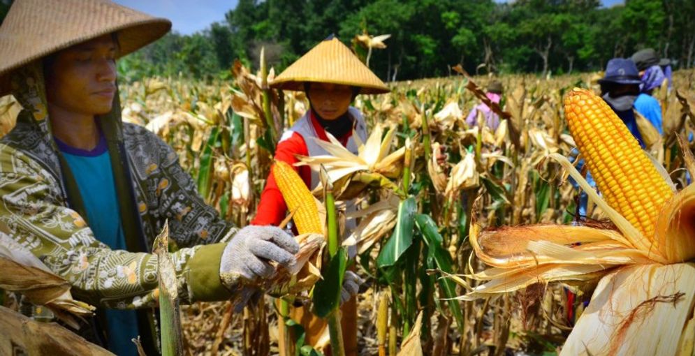 Jagung