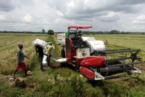 <p>Petani tengah memanen padi. / Dok. Kementan</p>