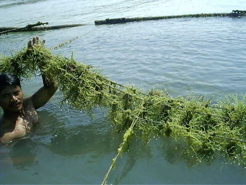 Budi daya rumput laut yang cukup menjanjikan bagi nelayan Kecamatan Sa,mboja 