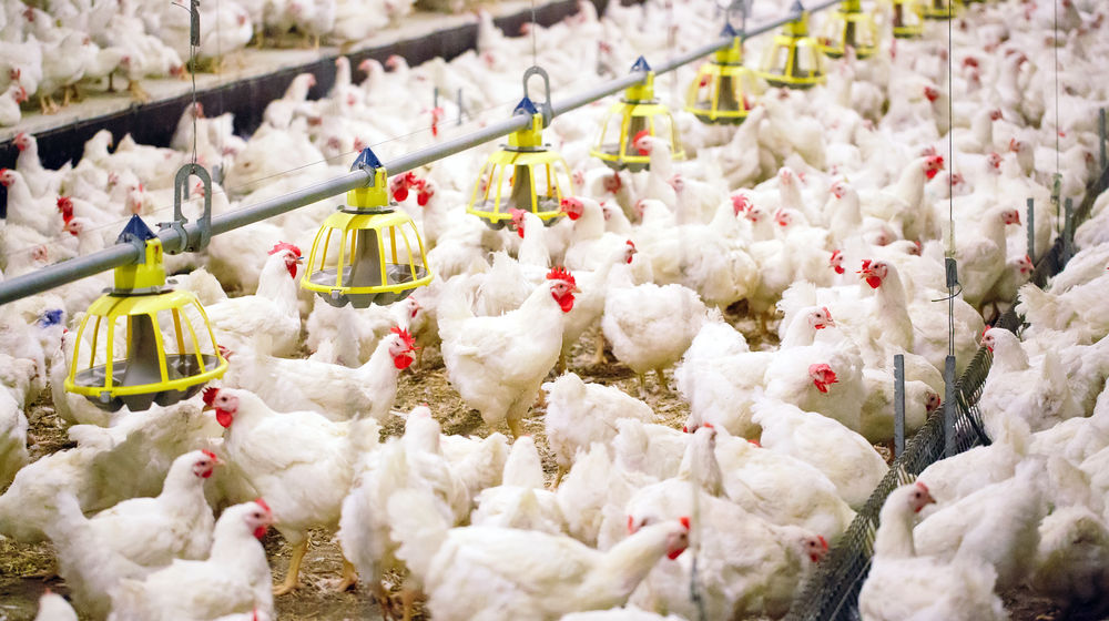 <p>Ilustrasi peternakan ayam. Sumber: ayamkita.com</p>
