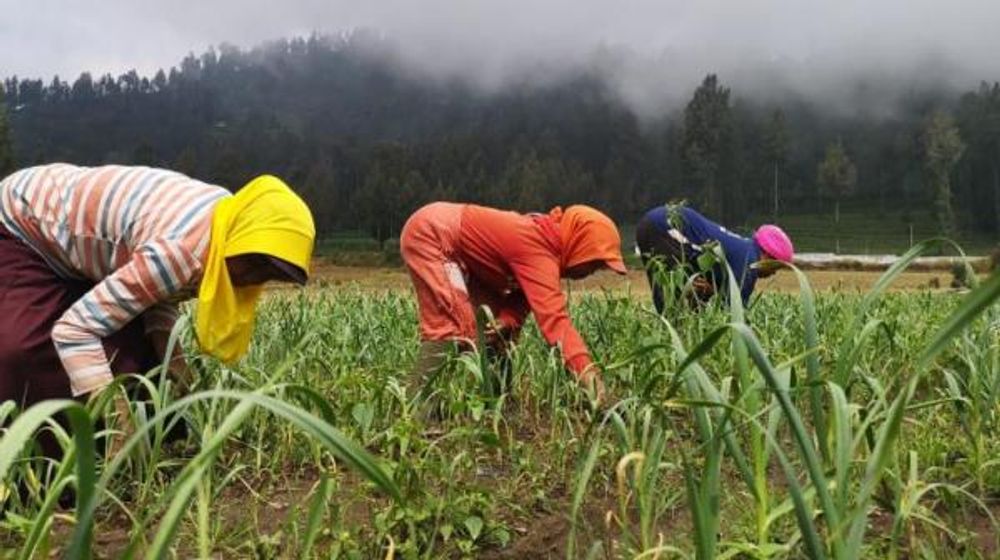 <p>Ilustrasi petani Indonesia. Sumber: jurnas.com</p>
