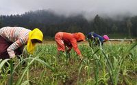 <p>Ilustrasi petani Indonesia. Sumber: jurnas.com</p>

