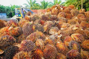 <p>Ilustrasi perkebunan kelapa sawit. / Pixabay</p>
