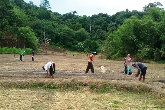 BPTP Kaltim mengembangkan integrasi pertanian jagung dengan ternak sapi. Foto: BPTP Kaltim