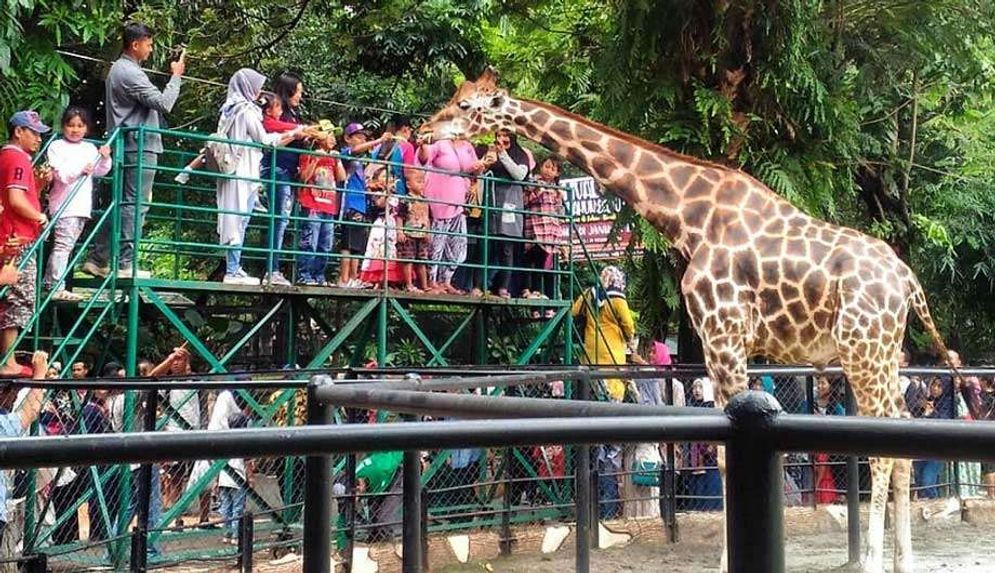 Salah satu satwa di Kebun Binatang Surabaya