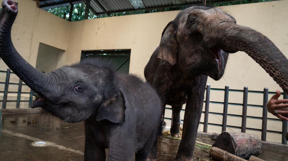 <p>Hewan di Taman Safari Indonesia (Sumber: TaniHub Group)</p>