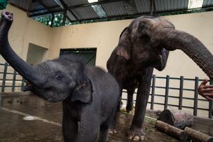 <p>Hewan di Taman Safari Indonesia (Sumber: TaniHub Group)</p>