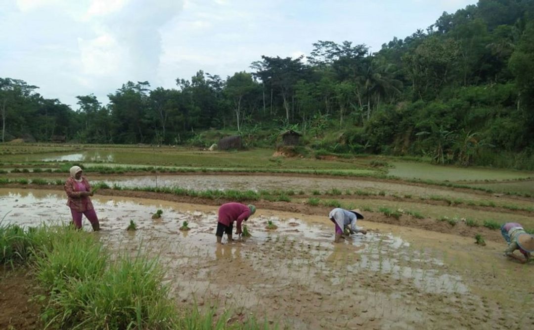 Baru 40 persen lahan pertanian di Kaltim yang tergarap, sisanya masih berupa lahan tidur.