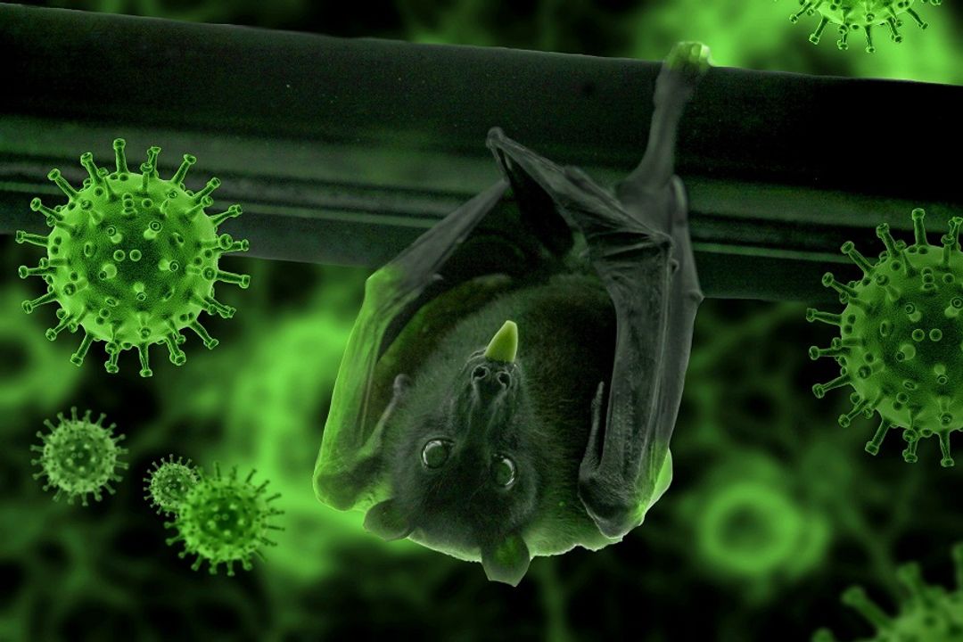 <p>Ilustrasi virus corona (COVID-19) dari kelelawar. / Pixabay</p>
