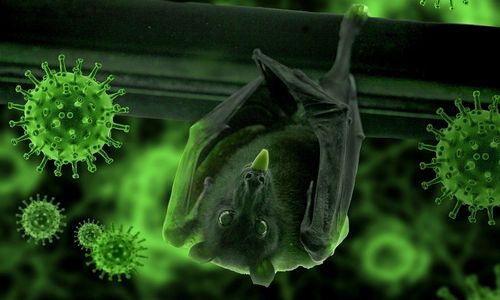 <p>Ilustrasi virus corona (COVID-19) dari kelelawar. / Pixabay</p>