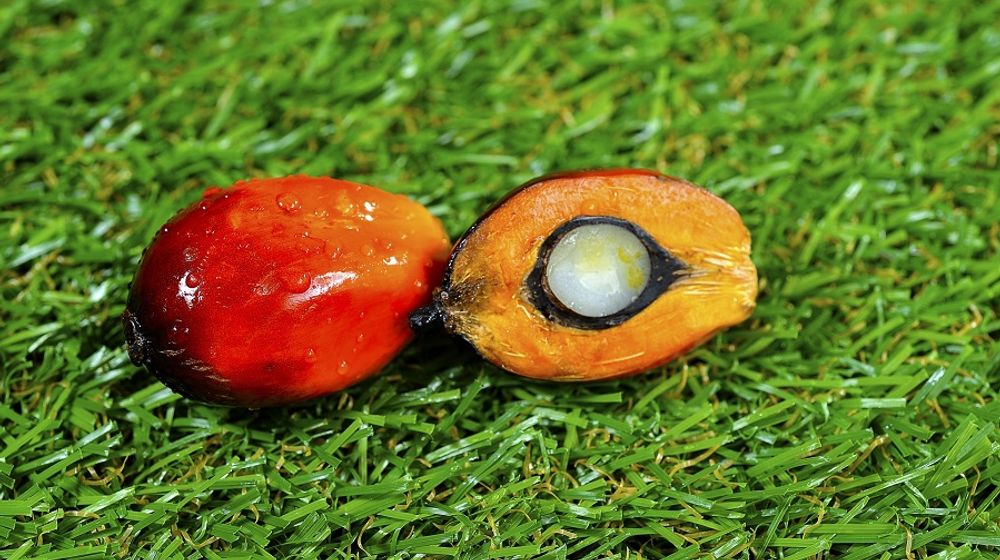 <p>Ilustrasi kelapa sawit. / Pixabay</p>
