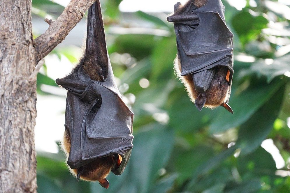 Pandemi COVID-19 Belum Usai, India Justru Diserang Virus Nipah