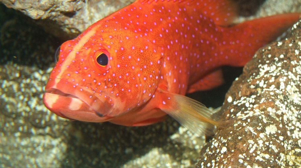 <p>Ilustrasi ekspor ikan kerapu. / Pixabay</p>
