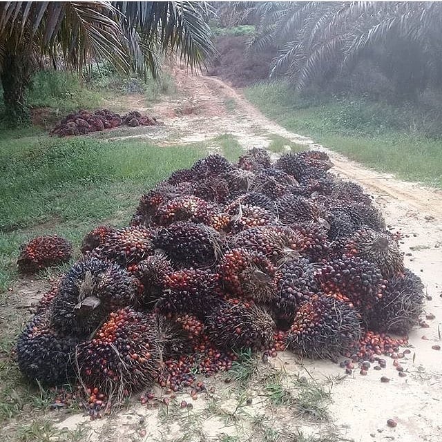 Tandan buah segar