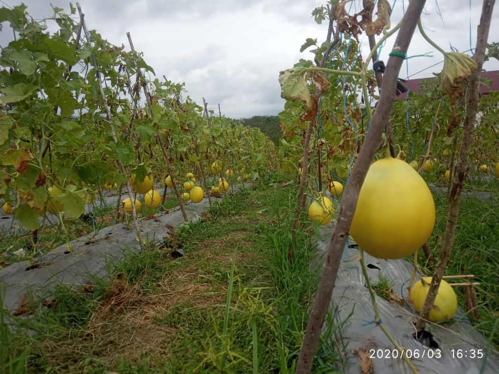 Perkebunan melon golden milik Pemkab Banyuasin