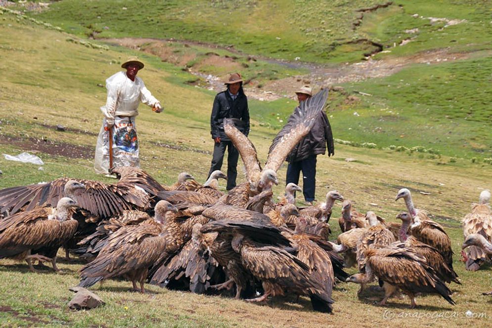Ritual Sky Burial di Pegungan Himalaya. Beberapa pihak menilai tradisi pemakaman Sky Burial ini tidak manusiawi, namun dengan alasan menyesuaikan lingkungan dan tradisi kepercayaan, tradisi Sky Burial ini tetap dijalankan.