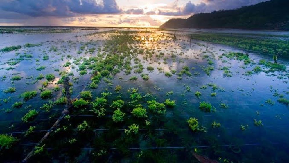 Budidaya rumput laut. Foto: dunia perairan