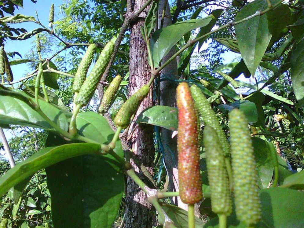 Tanamam cabai jamu.