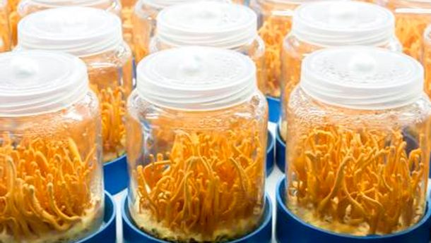 Produk Herbal Berbahan Cordyceps Militaris Diuji Klinis Lawan COVID-19