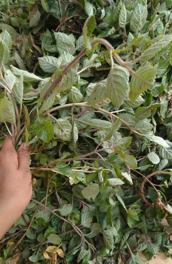 Tanaman Janggelan, Si Hitam yang Banyak Disukai