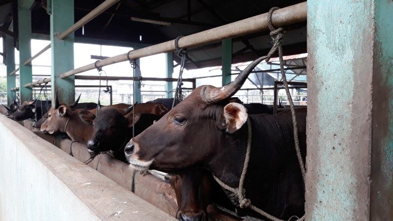 Pemerintah daerah di wilayah IKN mengasuransikan ratusan sapi untuk menghindari kerugian akibat PMK. 