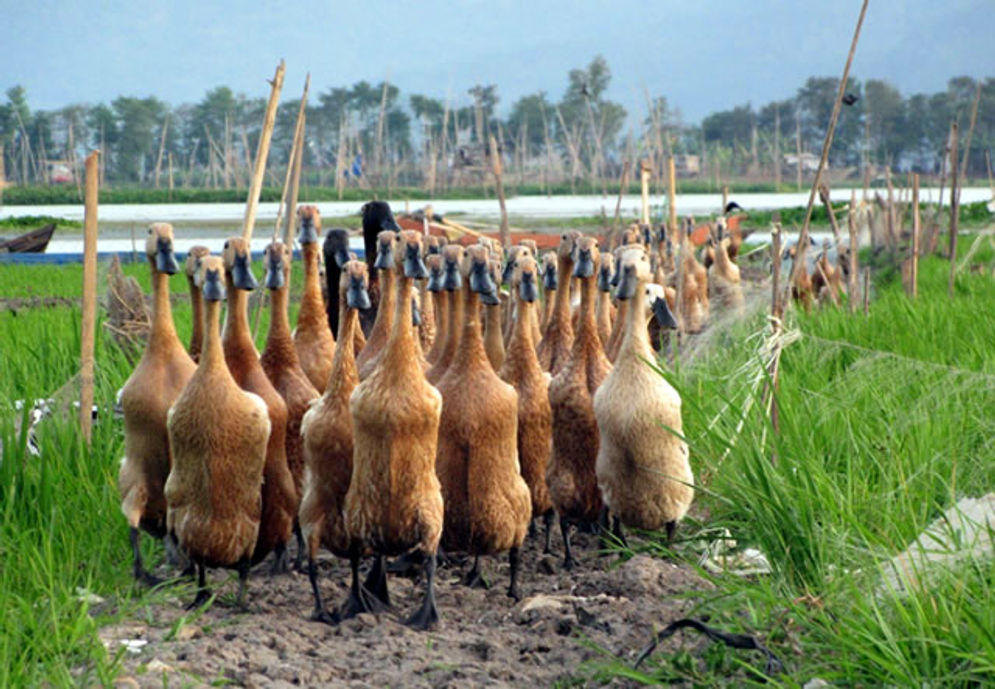 Ilustrasi itik sawah 