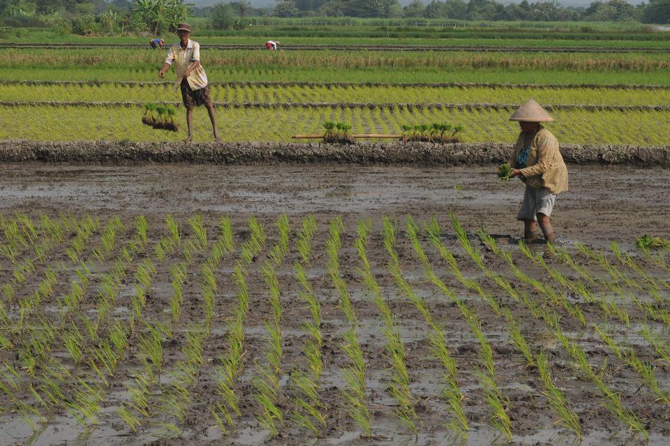 Ilustrasi petani sedang menggarap sawah