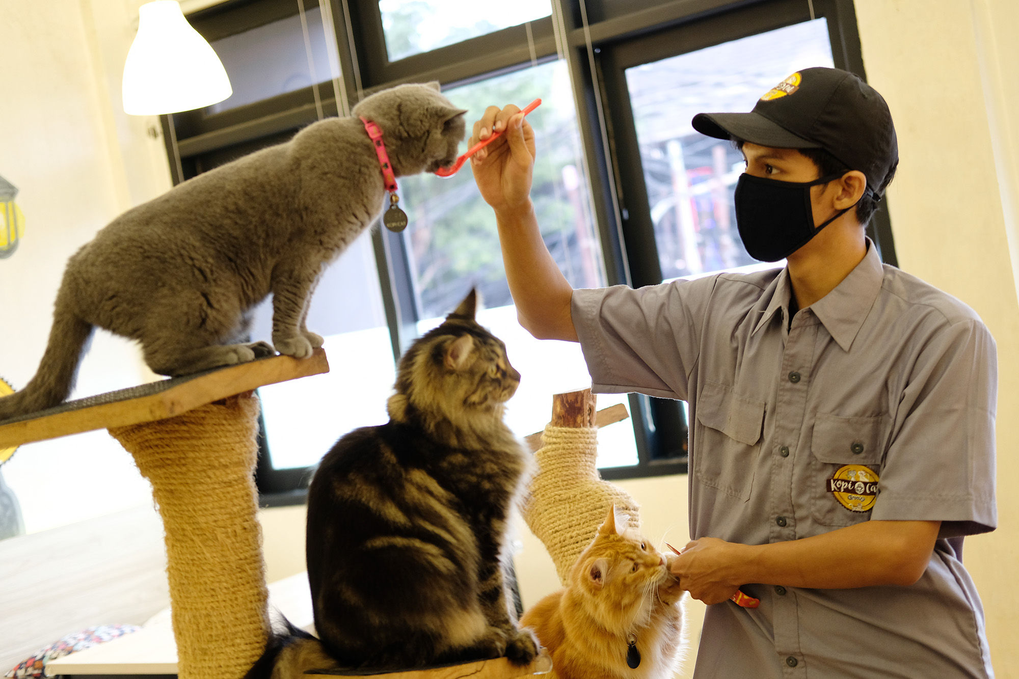 <p>Pekerja memberi makan kucing di Kopi Cat Cafe by Groovy Kemang, Jakarta, Senin 1 Juni 2020. Kafe kucing tersebut akan menerapkan protokol kesehatan terkait kebijakan normal baru, salah satunya adalah mengurangi jumlah pengunjung, wajib memakai masker dan membersihkan kucing setiap satu jam sekali yang dimulai pada tanggal 5 Juni 2020 mendatang. Foto: Ismail Pohan/TrenAsia</p>
