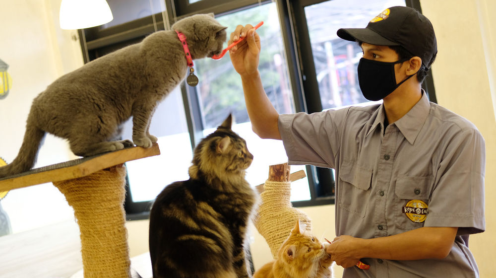 <p>Pekerja memberi makan kucing di Kopi Cat Cafe by Groovy Kemang, Jakarta, Senin 1 Juni 2020. Kafe kucing tersebut akan menerapkan protokol kesehatan terkait kebijakan normal baru, salah satunya adalah mengurangi jumlah pengunjung, wajib memakai masker dan membersihkan kucing setiap satu jam sekali yang dimulai pada tanggal 5 Juni 2020 mendatang. Foto: Ismail Pohan/TrenAsia</p>
