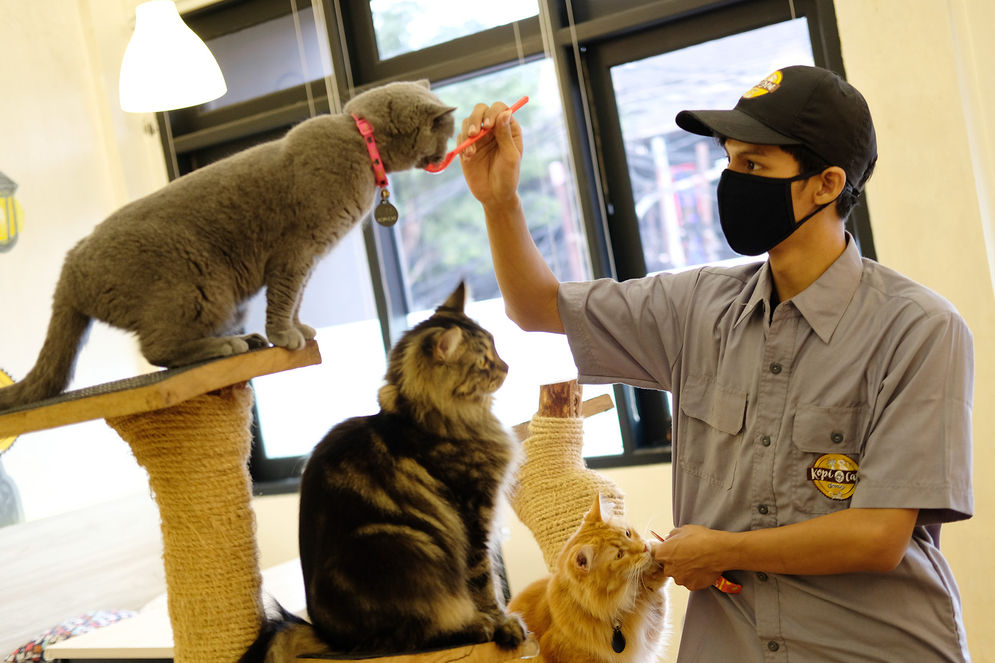 5 Cara Cerdas Menghemat Uang untuk Merawat Kucing atau Hewan Peliharaan