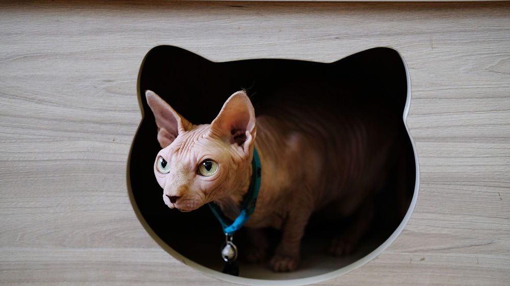 <p>Kucing peliharaan bermain di area Kopi Cat Cafe by Groovy Kemang, Jakarta, Senin 1 Juni 2020. Kafe kucing tersebut akan menerapkan protokol kesehatan terkait kebijakan normal baru, salah satunya adalah mengurangi jumlah pengunjung, wajib memakai masker dan membersihkan kucing setiap satu jam sekali yang dimulai pada tanggal 5 Juni 2020 mendatang. Foto: Ismail Pohan/TrenAsia</p>
