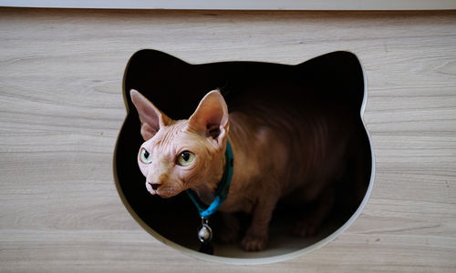<p>Kucing peliharaan bermain di area Kopi Cat Cafe by Groovy Kemang, Jakarta, Senin 1 Juni 2020. Kafe kucing tersebut akan menerapkan protokol kesehatan terkait kebijakan normal baru, salah satunya adalah mengurangi jumlah pengunjung, wajib memakai masker dan membersihkan kucing setiap satu jam sekali yang dimulai pada tanggal 5 Juni 2020 mendatang. Foto: Ismail Pohan/TrenAsia</p>