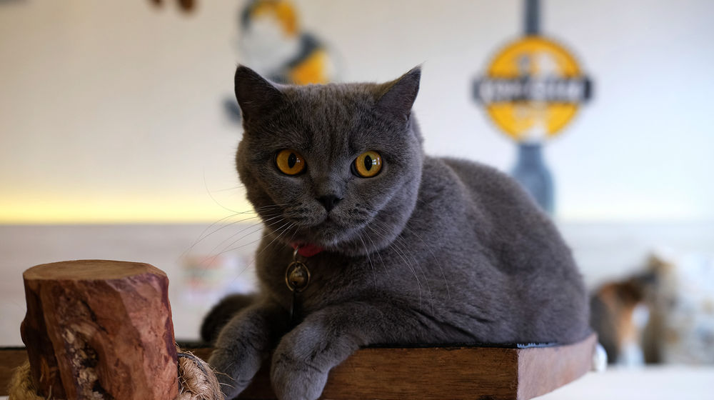 <p>Kucing peliharaan berada di area Kopi Cat Cafe by Groovy Kemang, Jakarta, Senin 1 Juni 2020. Kafe kucing tersebut akan menerapkan protokol kesehatan terkait kebijakan normal baru, salah satunya adalah mengurangi jumlah pengunjung, wajib memakai masker dan membersihkan kucing setiap satu jam sekali yang dimulai pada tanggal 5 Juni 2020 mendatang. Foto: Ismail Pohan/TrenAsia</p>
