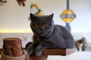 <p>Kucing peliharaan berada di area Kopi Cat Cafe by Groovy Kemang, Jakarta, Senin 1 Juni 2020. Kafe kucing tersebut akan menerapkan protokol kesehatan terkait kebijakan normal baru, salah satunya adalah mengurangi jumlah pengunjung, wajib memakai masker dan membersihkan kucing setiap satu jam sekali yang dimulai pada tanggal 5 Juni 2020 mendatang. Foto: Ismail Pohan/TrenAsia</p>
