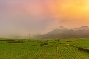 <p>Ilustrasi program cetak sawah. / Pixabay</p>
