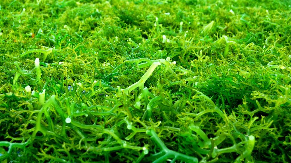 <p>Komoditas Rumput Laut/ Kkp.go.id</p>
