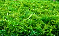 <p>Komoditas Rumput Laut/ Kkp.go.id</p>
