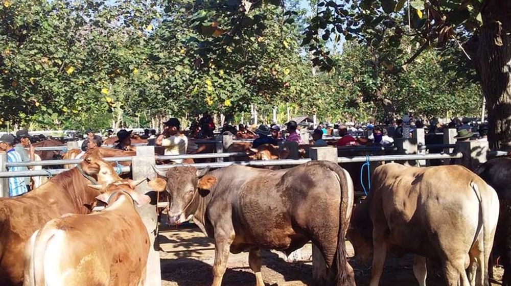 <p>Pasar sapi Pacitan/Foto: Halopacitan</p>
