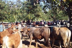 <p>Pasar sapi Pacitan/Foto: Halopacitan</p>