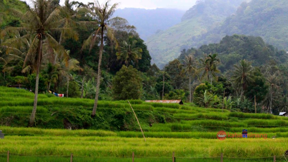 Hamparan sawah di kaki pegunungan yang ada di daerah Kabupaten Solok. Foto: M Hendra