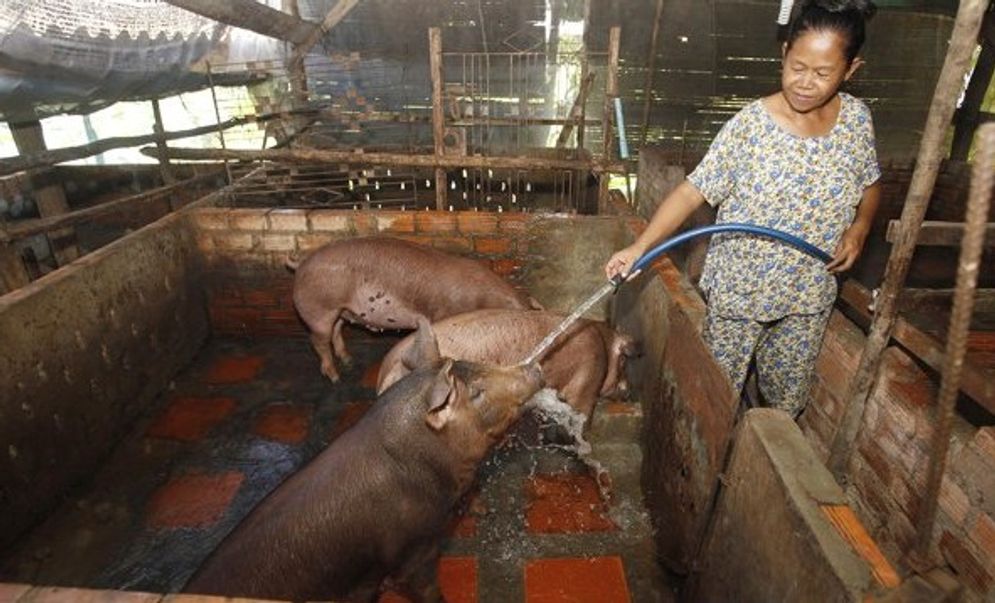  Seorang warga tengah membersihkan babi di dalam kandang. Foto: bangkok post