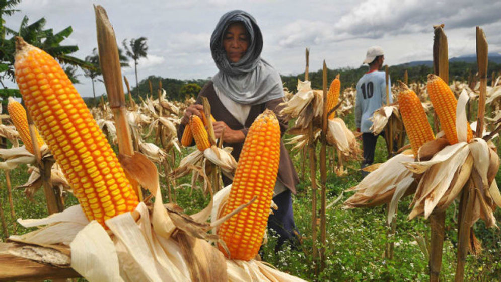 Seorang petani tengah memanen jagung. Foto: Ist