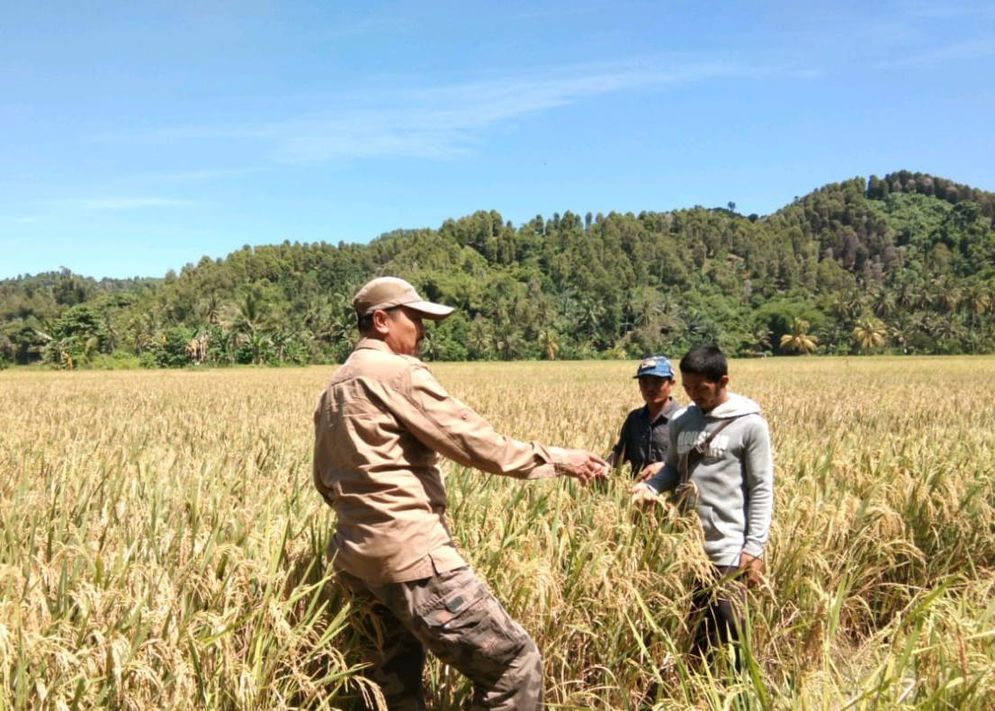 Ilustrasi penyuluh pertanian. Foto: kementan