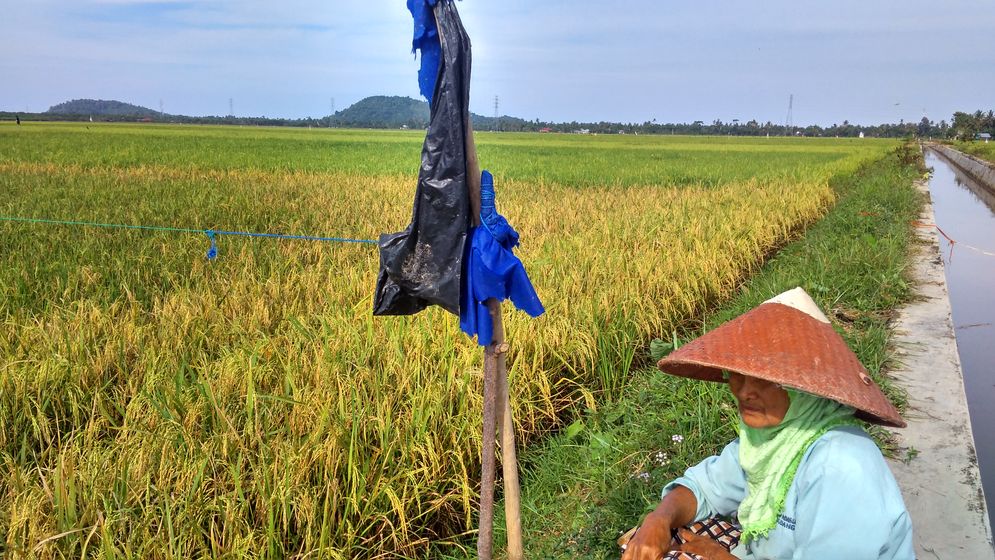 Petani tengah berada di sawah./Foto: M Hendra/KabarMinang.id