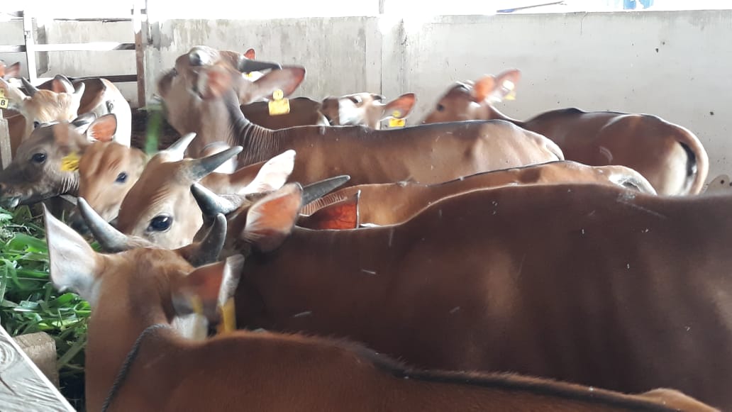 Hewan Sapi Lokal
