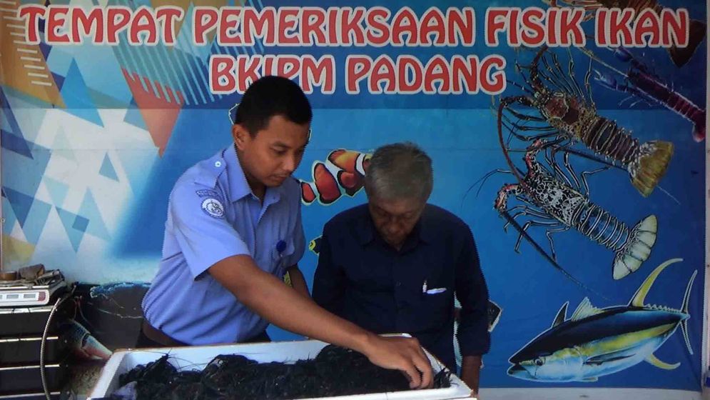 Petugas BKIPM Padang tengah memeriksa lobster air tawar sebelum di eskpor/Foto: M Hendra/KabarMinang.id