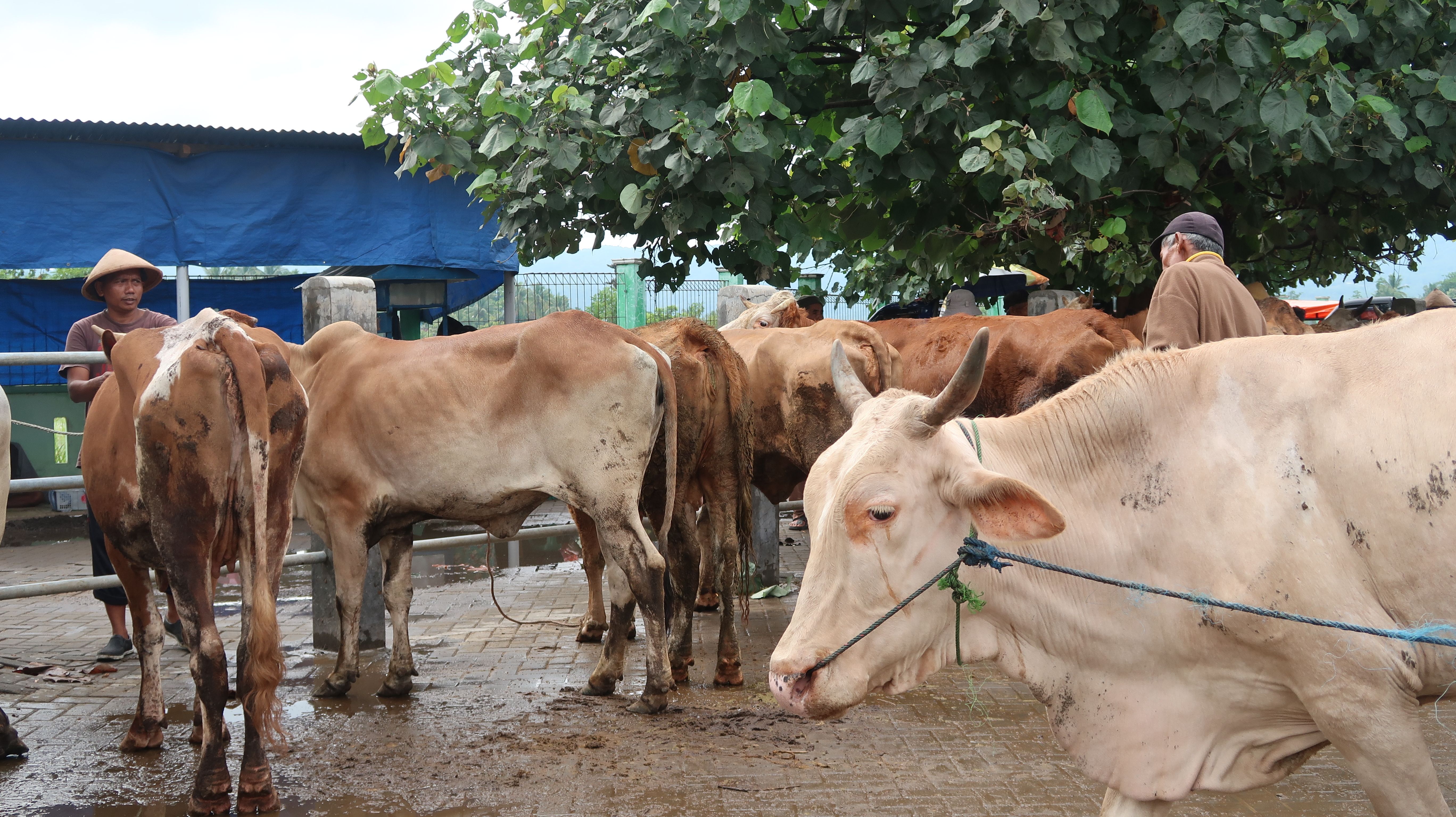 Sapi di pasar hewan